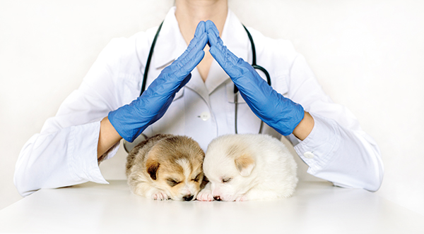 Assicurazioni Animali